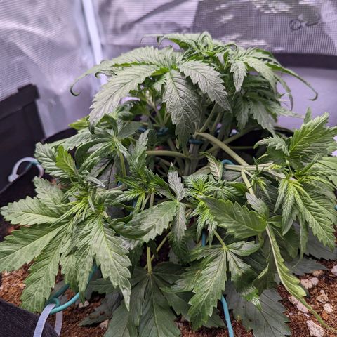Tastebudz Forbidden Fruitz growlog timeline photo