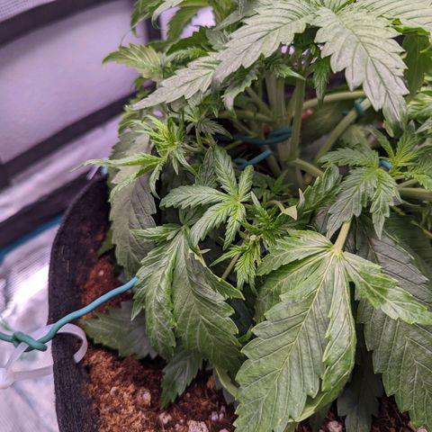 Tastebudz Forbidden Fruitz growlog timeline photo