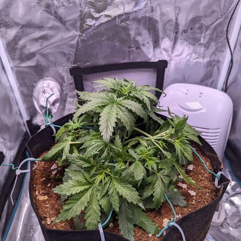 Tastebudz Forbidden Fruitz growlog timeline photo