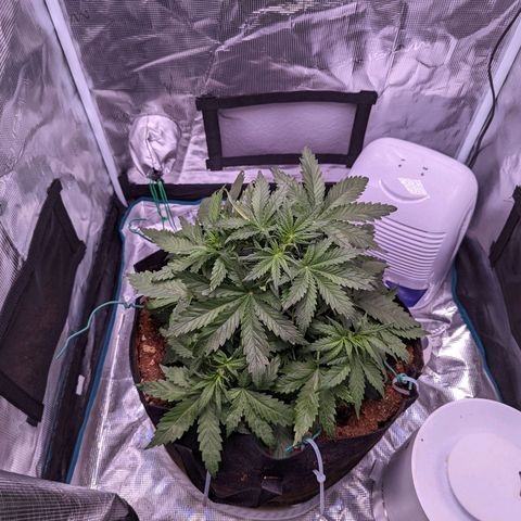 Tastebudz Forbidden Fruitz growlog timeline photo