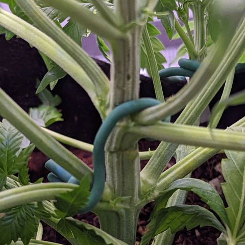 Tastebudz Forbidden Fruitz growlog timeline photo