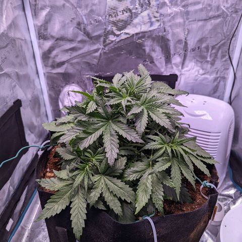 Tastebudz Forbidden Fruitz growlog timeline photo
