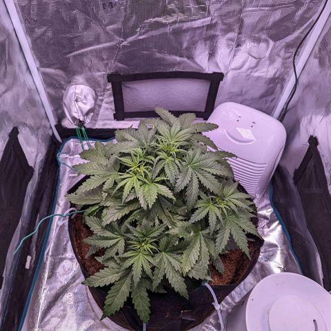 Tastebudz Forbidden Fruitz growlog timeline photo