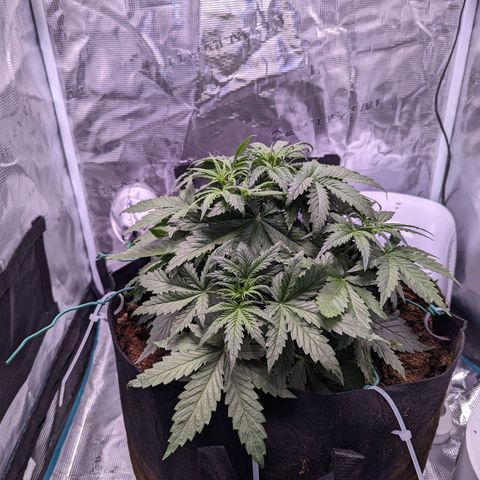 Tastebudz Forbidden Fruitz growlog timeline photo