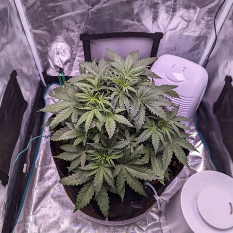 Tastebudz Forbidden Fruitz growlog timeline photo