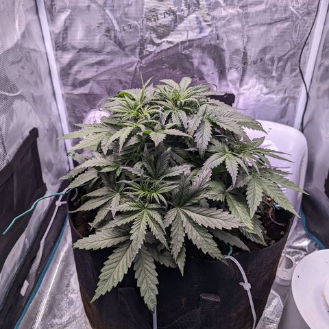 Tastebudz Forbidden Fruitz growlog timeline photo