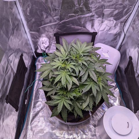 Tastebudz Forbidden Fruitz growlog timeline photo