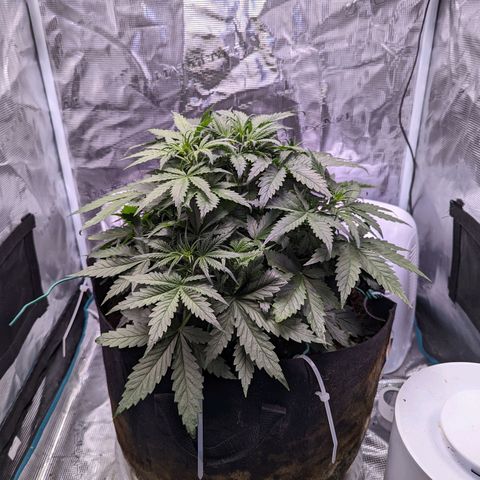 Tastebudz Forbidden Fruitz growlog timeline photo