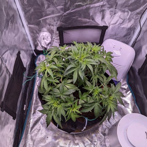 Tastebudz Forbidden Fruitz growlog timeline photo