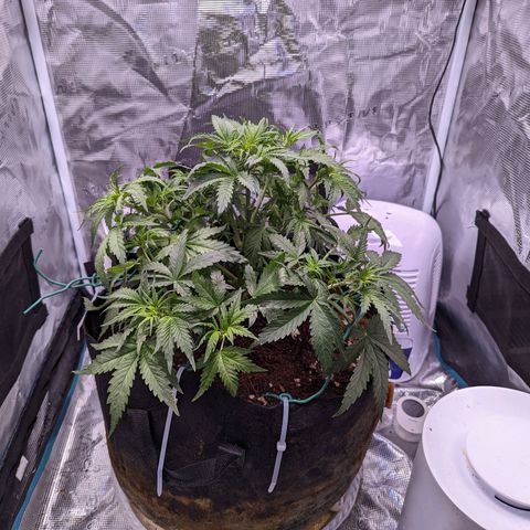 Tastebudz Forbidden Fruitz growlog timeline photo