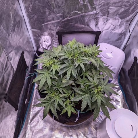 Tastebudz Forbidden Fruitz growlog timeline photo