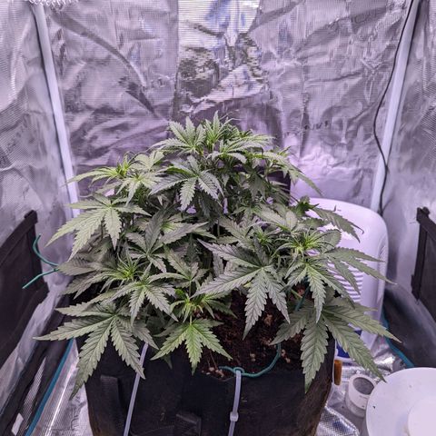 Tastebudz Forbidden Fruitz growlog timeline photo