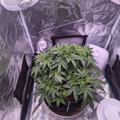 Tastebudz Forbidden Fruitz growlog timeline photo