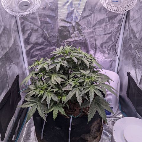Tastebudz Forbidden Fruitz growlog timeline photo