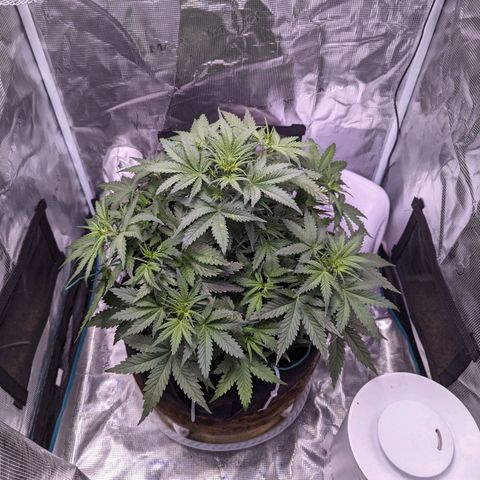 Tastebudz Forbidden Fruitz growlog timeline photo