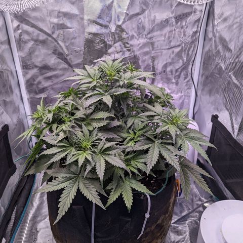 Tastebudz Forbidden Fruitz growlog timeline photo
