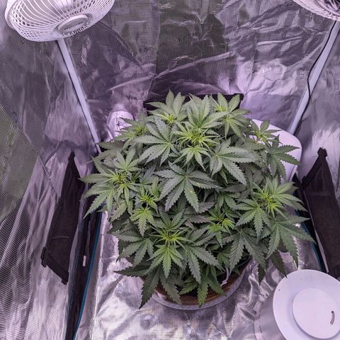 Tastebudz Forbidden Fruitz growlog timeline photo