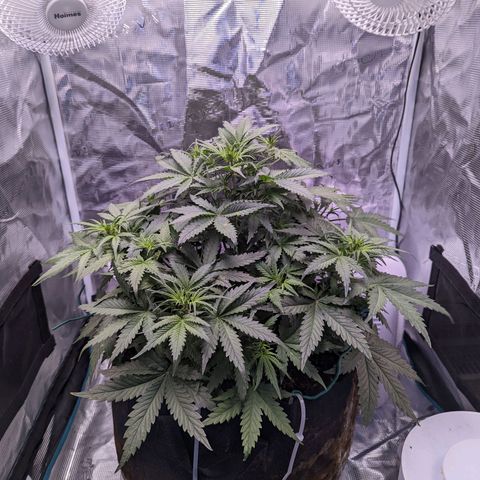 Tastebudz Forbidden Fruitz growlog timeline photo