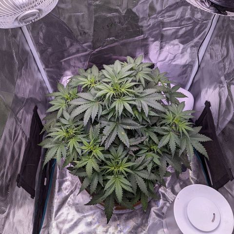 Tastebudz Forbidden Fruitz growlog timeline photo