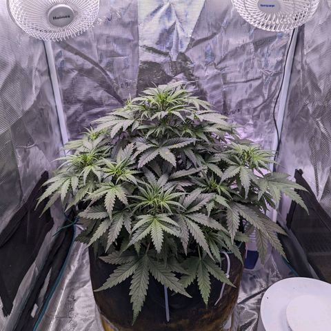 Tastebudz Forbidden Fruitz growlog timeline photo