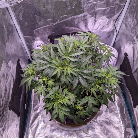 Tastebudz Forbidden Fruitz growlog timeline photo