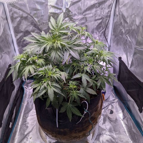 Tastebudz Forbidden Fruitz growlog timeline photo