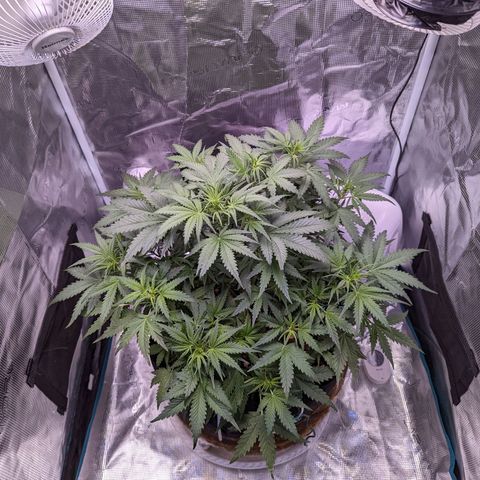 Tastebudz Forbidden Fruitz growlog timeline photo
