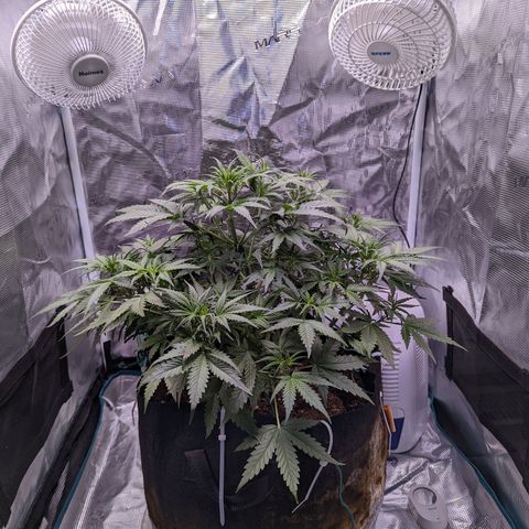 Tastebudz Forbidden Fruitz growlog timeline photo