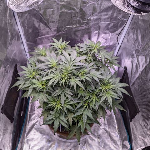Tastebudz Forbidden Fruitz growlog timeline photo