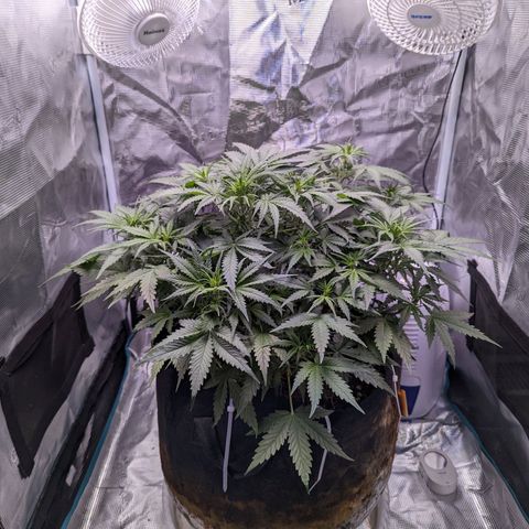 Tastebudz Forbidden Fruitz growlog timeline photo