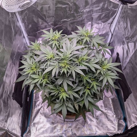 Tastebudz Forbidden Fruitz growlog timeline photo