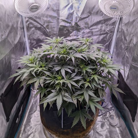 Tastebudz Forbidden Fruitz growlog timeline photo