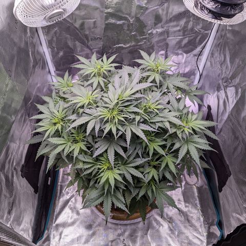 Tastebudz Forbidden Fruitz growlog timeline photo