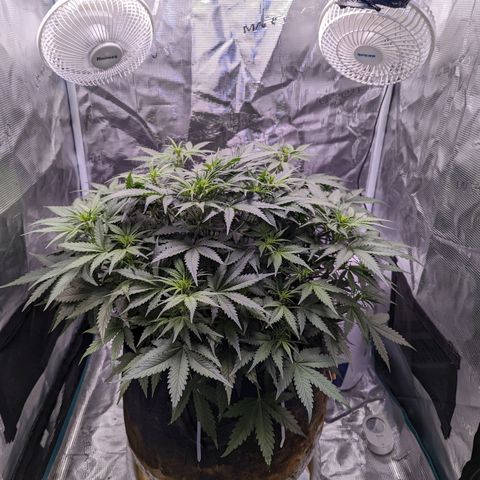 Tastebudz Forbidden Fruitz growlog timeline photo