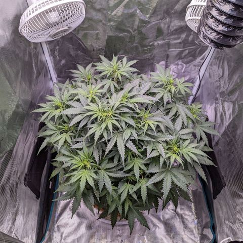 Tastebudz Forbidden Fruitz growlog timeline photo