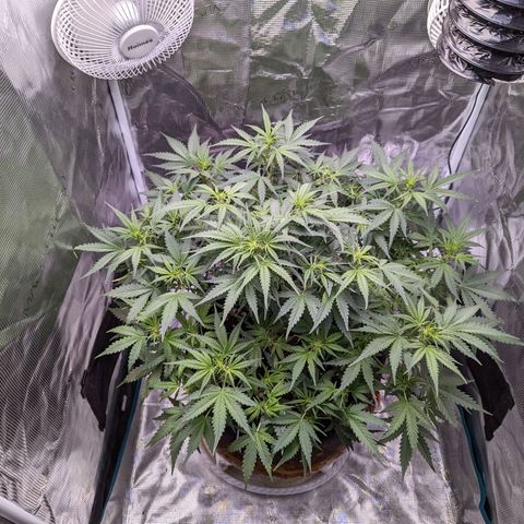Tastebudz Forbidden Fruitz growlog timeline photo