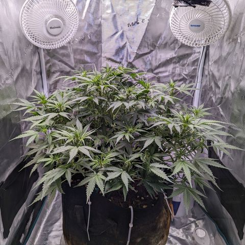 Tastebudz Forbidden Fruitz growlog timeline photo