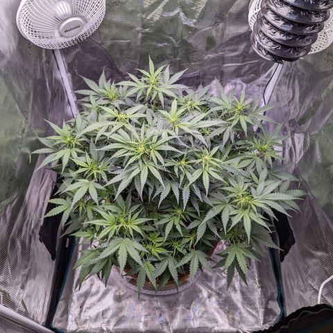 Tastebudz Forbidden Fruitz growlog timeline photo