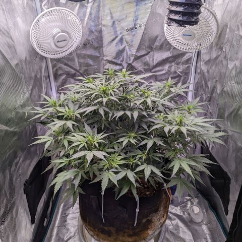 Tastebudz Forbidden Fruitz growlog timeline photo
