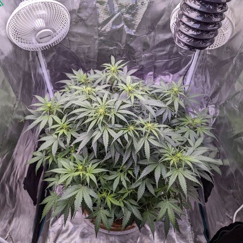 Tastebudz Forbidden Fruitz growlog timeline photo