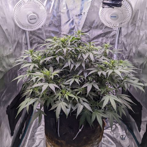 Tastebudz Forbidden Fruitz growlog timeline photo
