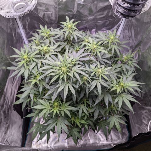 Tastebudz Forbidden Fruitz growlog timeline photo
