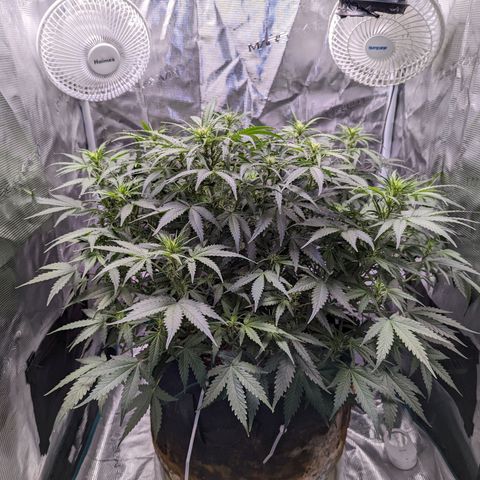 Tastebudz Forbidden Fruitz growlog timeline photo