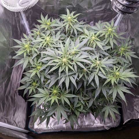 Tastebudz Forbidden Fruitz growlog timeline photo