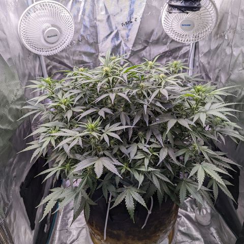 Tastebudz Forbidden Fruitz growlog timeline photo