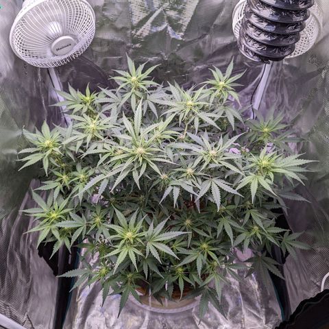 Tastebudz Forbidden Fruitz growlog timeline photo