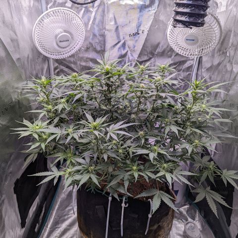 Tastebudz Forbidden Fruitz growlog timeline photo