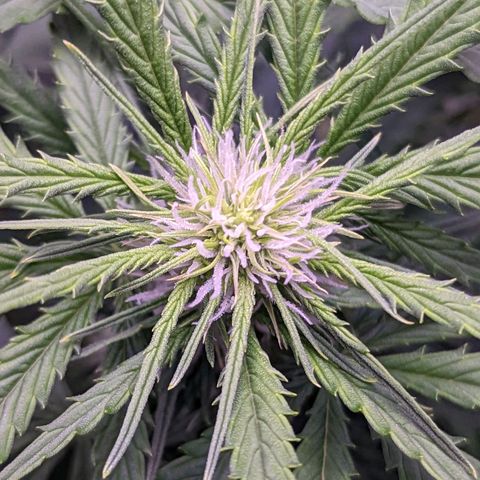 Tastebudz Forbidden Fruitz growlog timeline photo