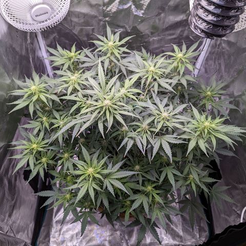 Tastebudz Forbidden Fruitz growlog timeline photo