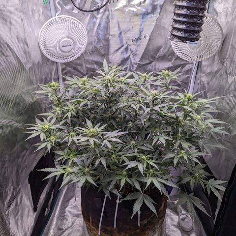 Tastebudz Forbidden Fruitz growlog timeline photo